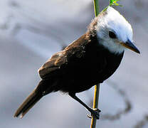 White-headed Marsh Tyrant