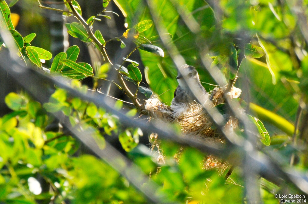 White-headed Marsh Tyrant