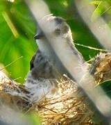 White-headed Marsh Tyrant