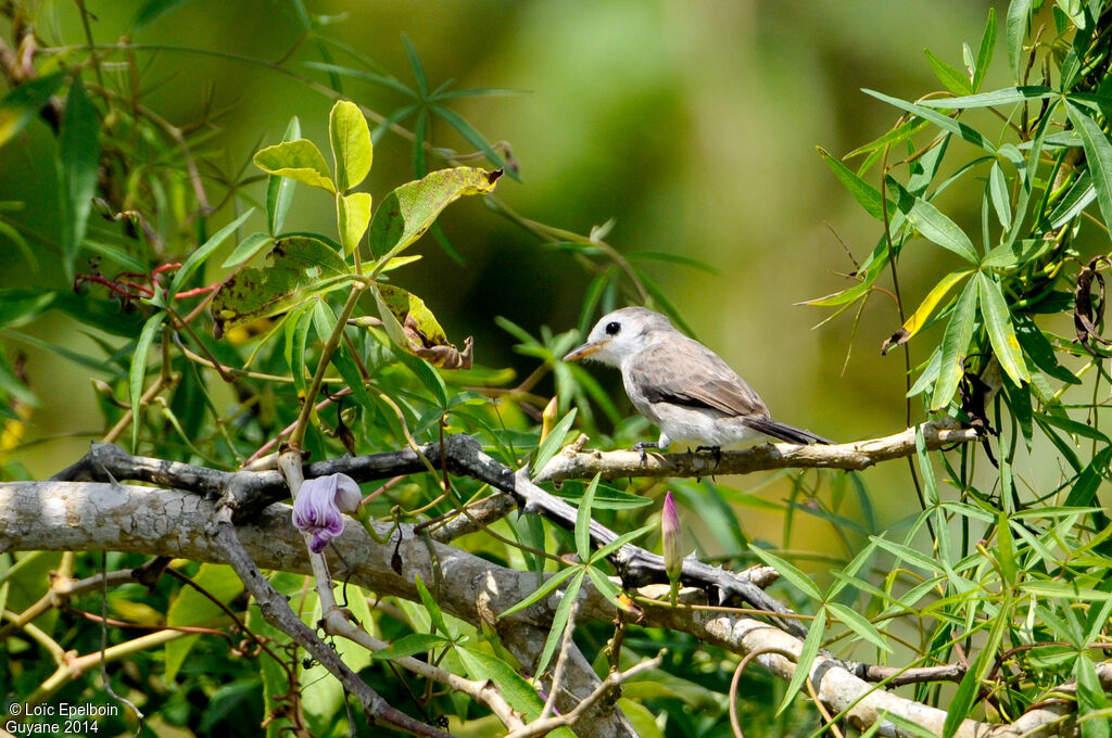 White-headed Marsh Tyrant