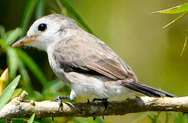 White-headed Marsh Tyrant