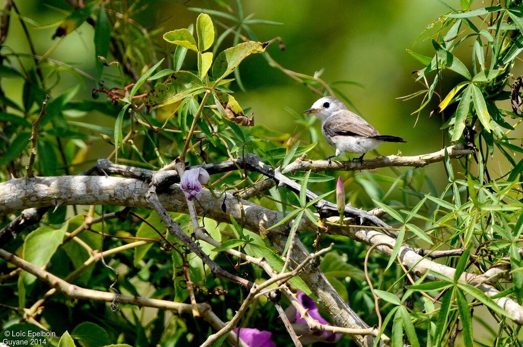 Moucherolle à tête blanche