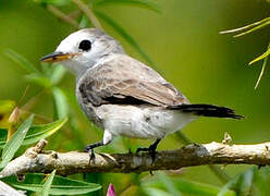 White-headed Marsh Tyrant