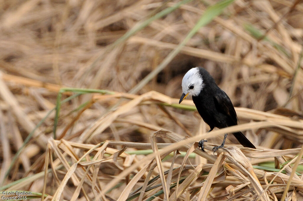 White-headed Marsh Tyrant