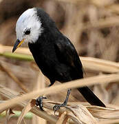 White-headed Marsh Tyrant