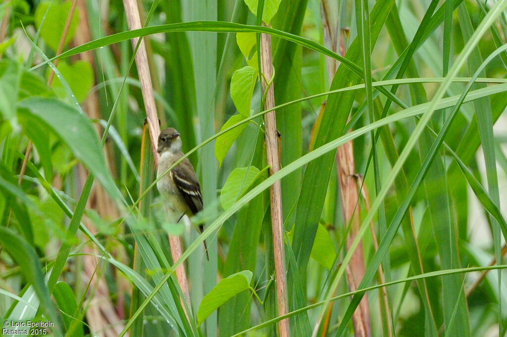 Yellow-bellied Flycatcher