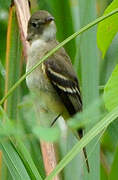 Yellow-bellied Flycatcher