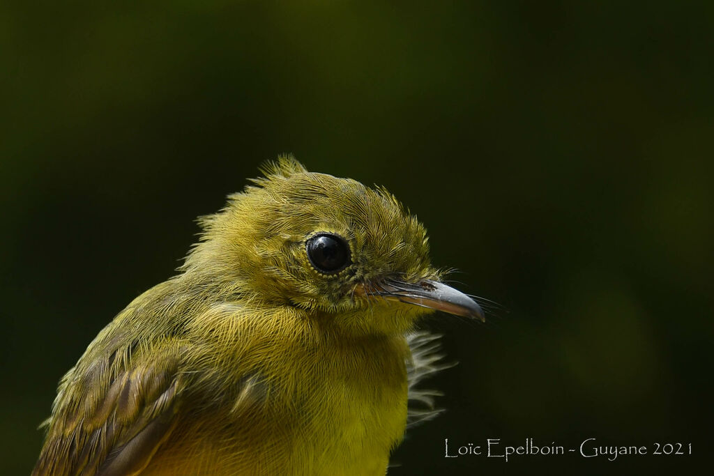 Whiskered Myiobius