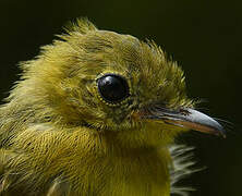 Whiskered Myiobius