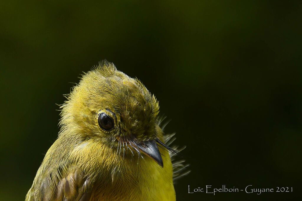 Whiskered Myiobius