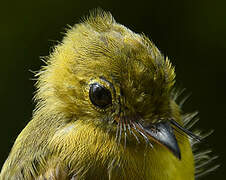 Whiskered Myiobius