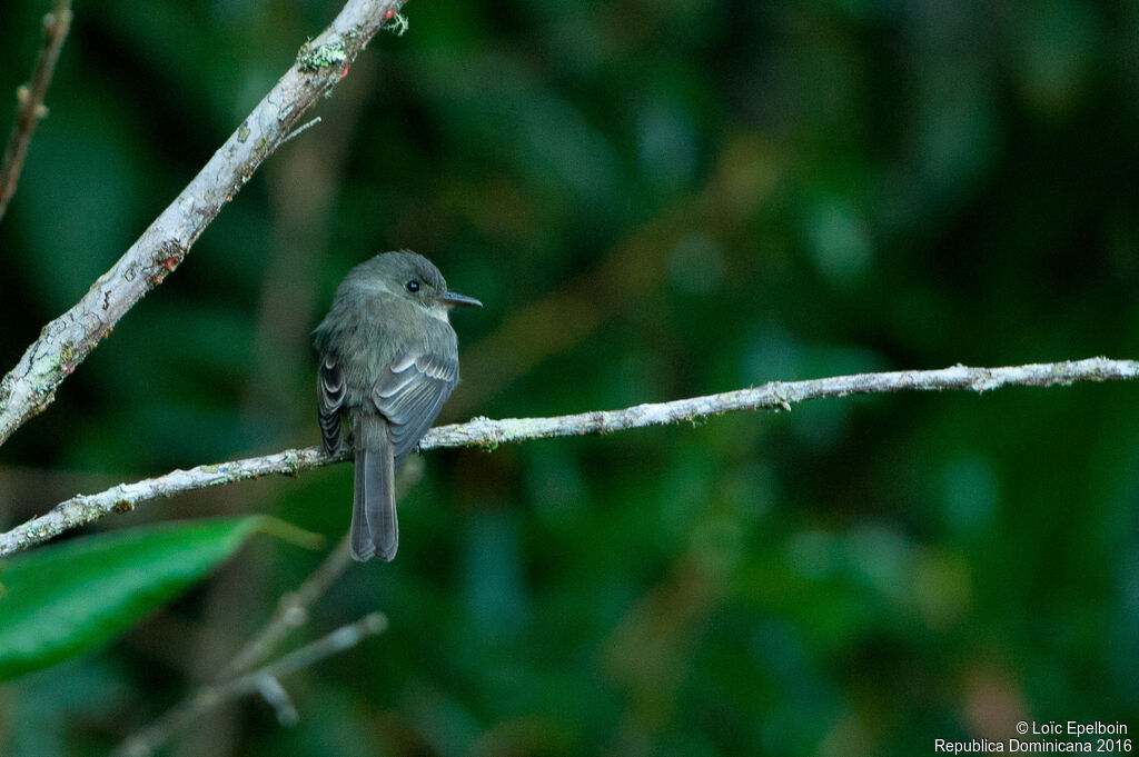 Hispaniolan Pewee