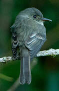 Hispaniolan Pewee