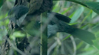 Hispaniolan Pewee