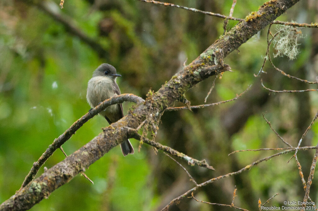 Hispaniolan Pewee