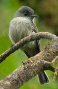 Hispaniolan Pewee