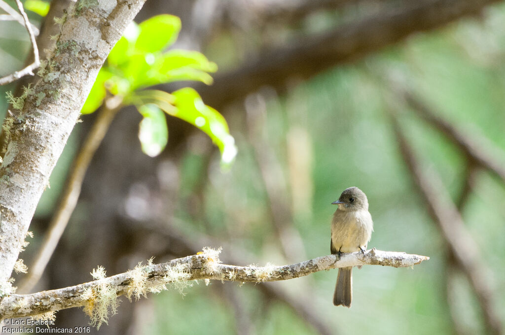 Hispaniolan Pewee