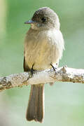 Hispaniolan Pewee