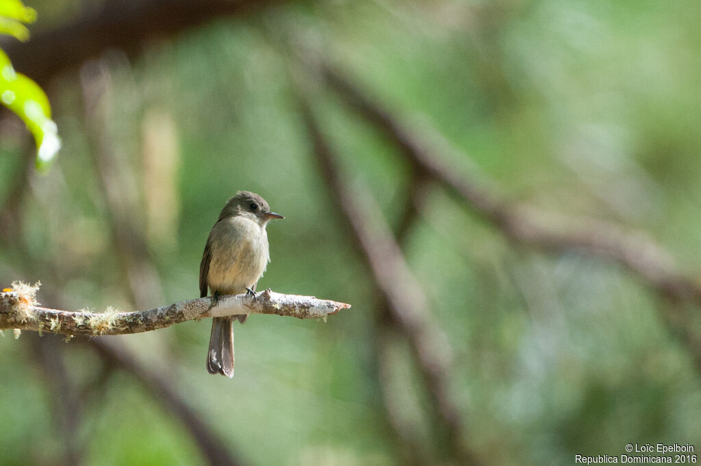 Hispaniolan Pewee