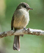 Hispaniolan Pewee