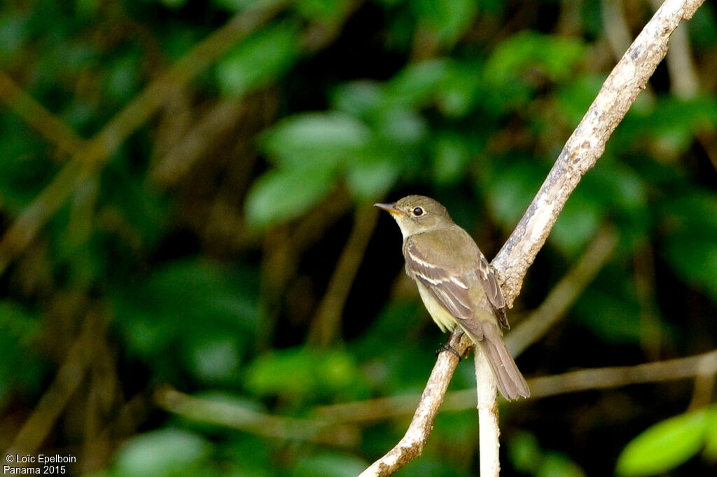 Moucherolle des saules, identification