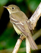 Willow Flycatcher