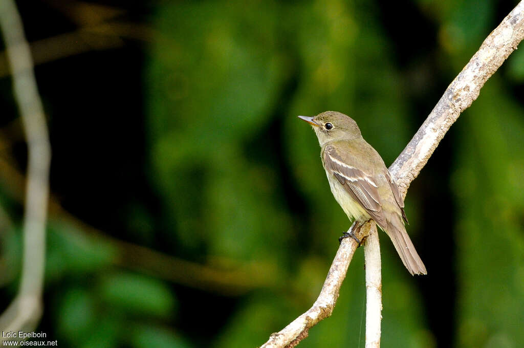 Willow Flycatcherpost breeding, identification