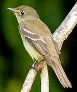 Willow Flycatcher