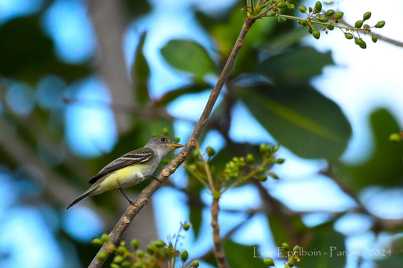 Willow Flycatcher