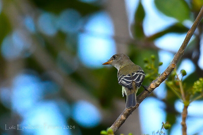 Willow Flycatcher