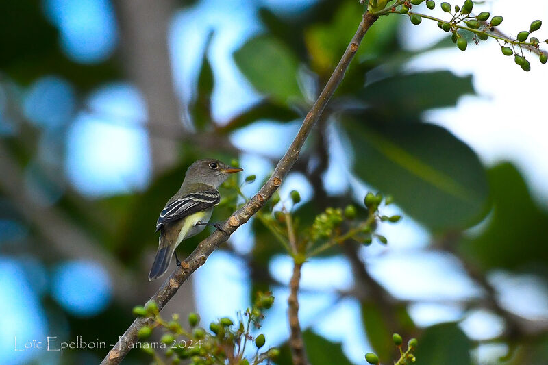 Willow Flycatcher