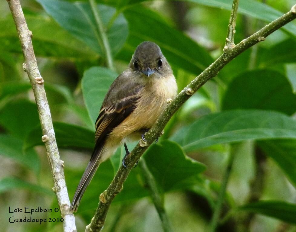 Lesser Antillean Pewee