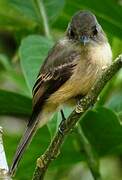 Lesser Antillean Pewee