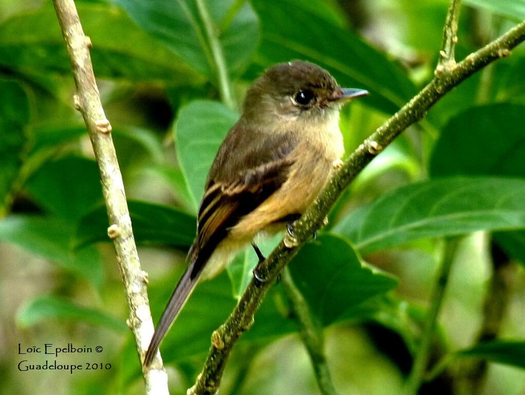 Lesser Antillean Pewee