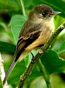 Lesser Antillean Pewee