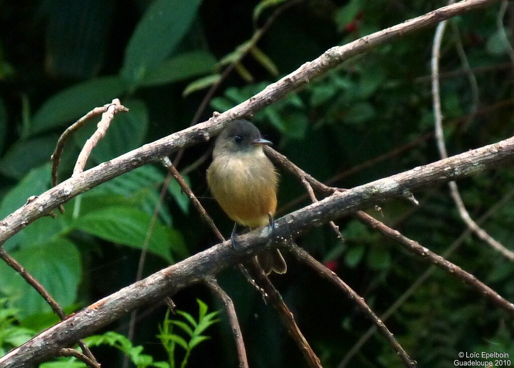 Lesser Antillean Pewee