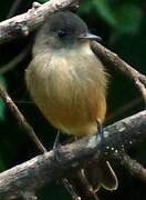 Lesser Antillean Pewee