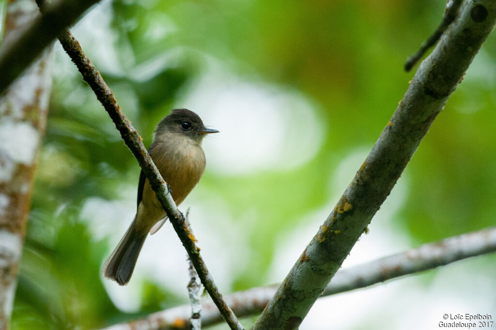 Lesser Antillean Pewee