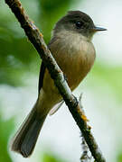 Lesser Antillean Pewee