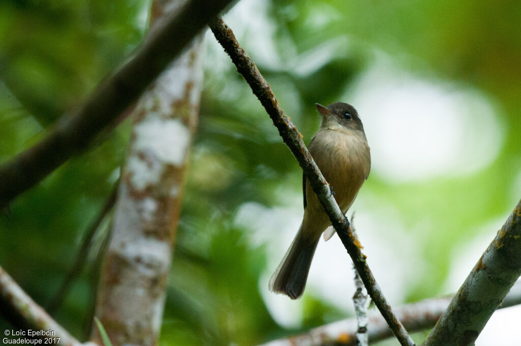 Lesser Antillean Pewee