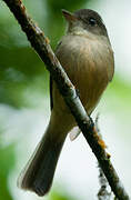 Lesser Antillean Pewee