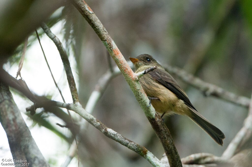 Lesser Antillean Pewee