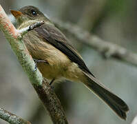 Lesser Antillean Pewee