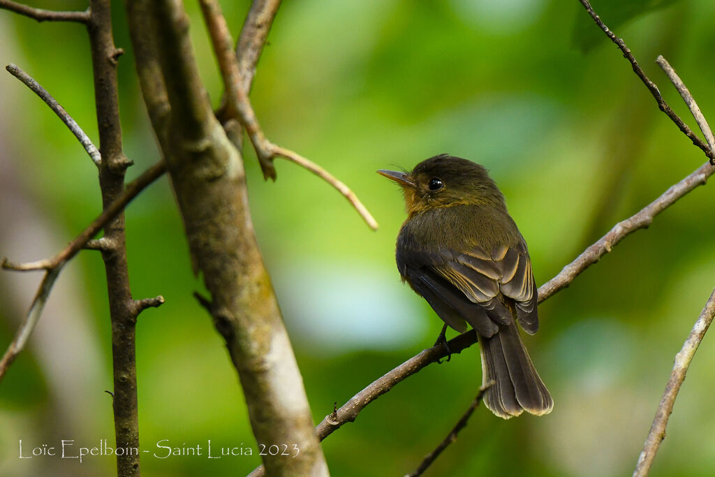 Lesser Antillean Pewee