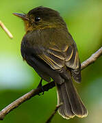 Lesser Antillean Pewee