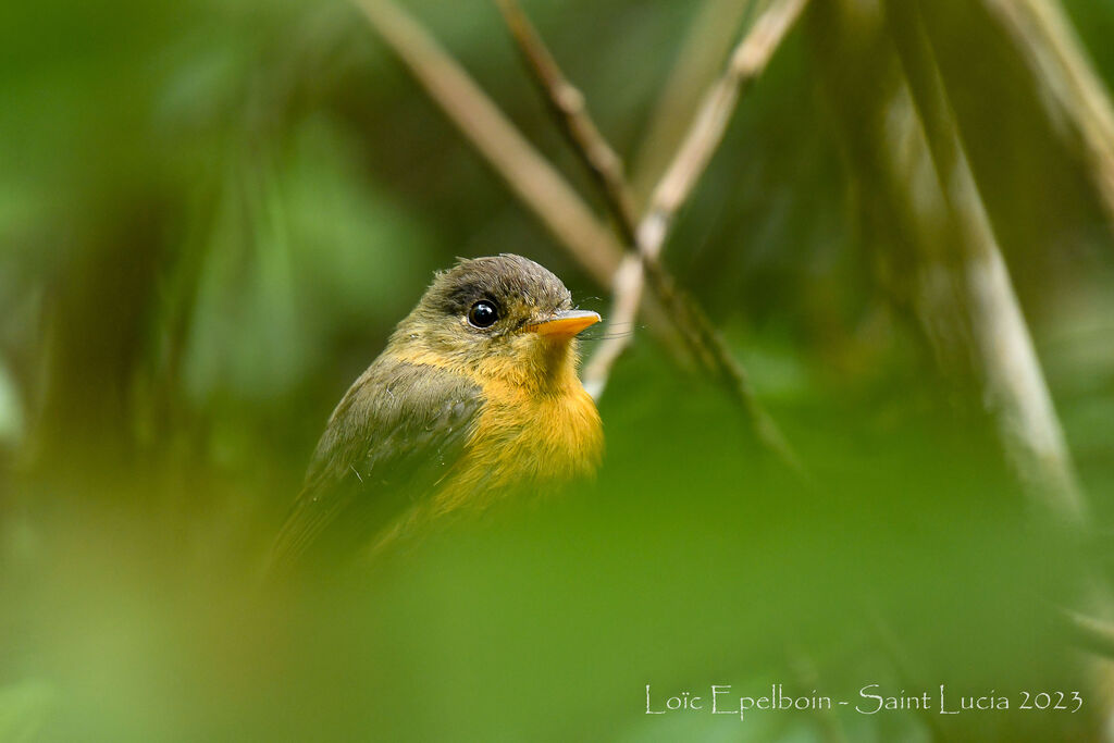 Lesser Antillean Pewee