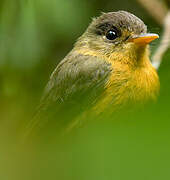 Lesser Antillean Pewee