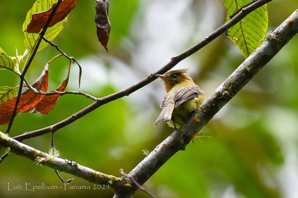 Northern Tufted Flycatcher