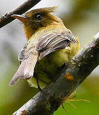Moucherolle huppé