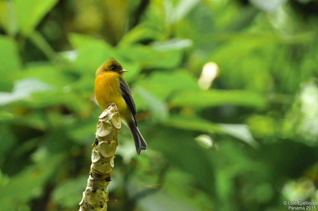 Northern Tufted Flycatcher